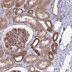 C4orf36 Antibody, Novus Biologicals:Antibodies:Primary Antibodies